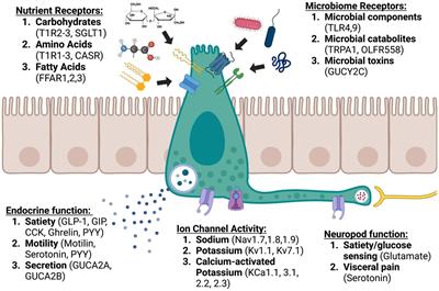Enteroendocrine cell regulation of the gut-brain axis